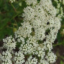 Anýz - Pimpinella anisum
