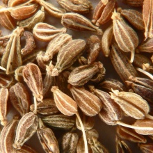 Anýz - Pimpinella anisum