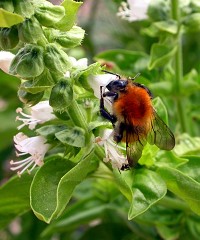 Bylinky - Bazalka - Ocimum basilicum Bylinky - Bazalka - Ocimum basilicum
