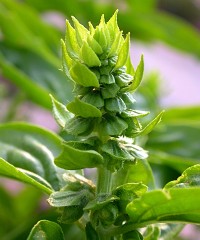 Bylinky - Bazalka - Ocimum basilicum Bylinky - Bazalka - Ocimum basilicum