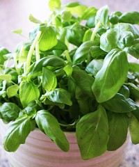 Bylinky - Bazalka - Ocimum basilicum Bylinky - Bazalka - Ocimum basilicum