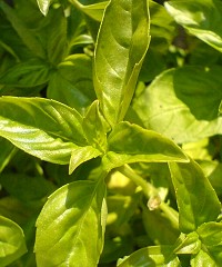 Bylinky - Bazalka - Ocimum basilicum Bylinky - Bazalka - Ocimum basilicum