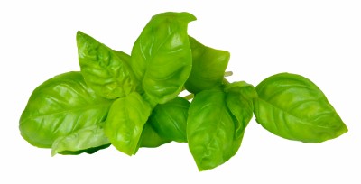 Bylinky - Bazalka - Ocimum basilicum Bylinky - Bazalka - Ocimum basilicum