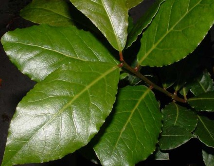 Bobkový list (Laurus nobilis)