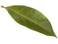 Bobkový list (Laurus nobilis)
