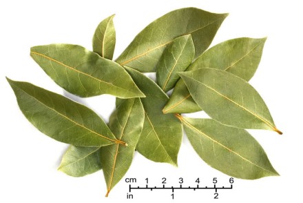 Bobkový list (Laurus nobilis)