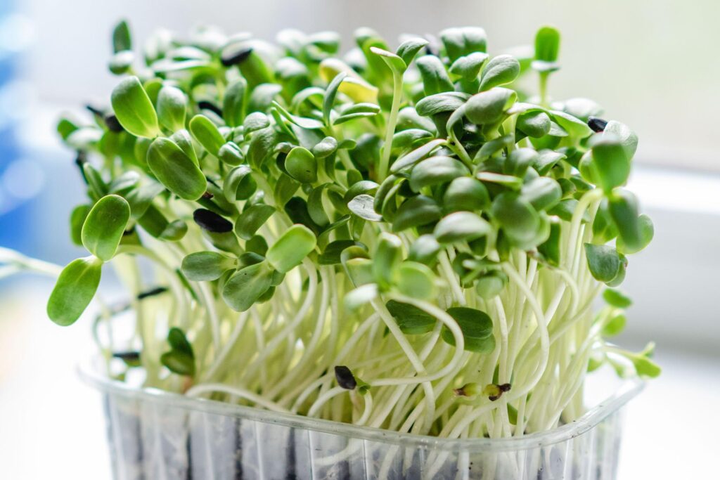 microgreen klicky